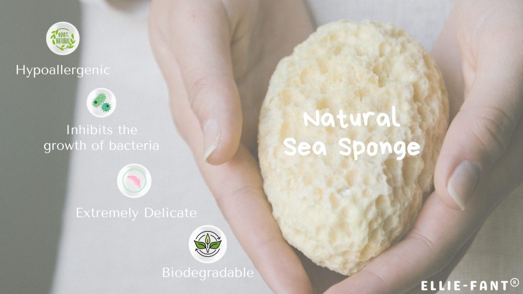 Natural sea sponge (Blog Banner)